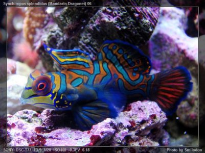 Synchiropus splendidus (Mandarin Dragonet) 06.jpg