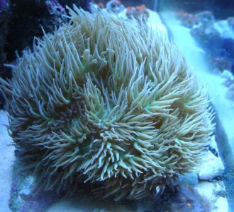 Green-duncan-colony.jpg