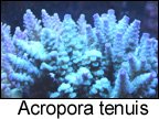 Acropora tenuis.jpg
