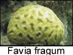 Favia fragum.jpg