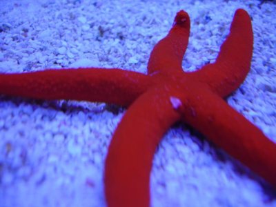 star1.jpg