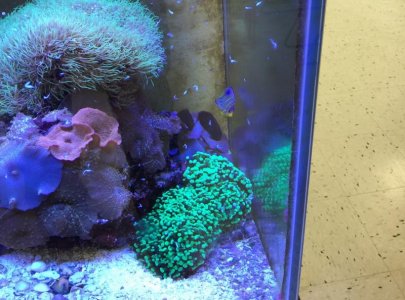 fish 6-15-16 2 (2).jpg