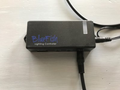 Bluefish-1.jpeg