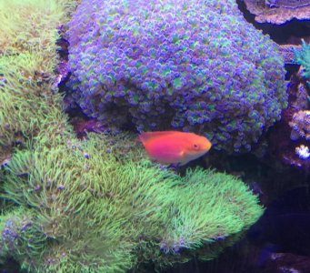 Flame Wrasse 8-27-18.jpg