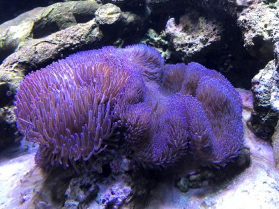 Purple Magnifica and Gigantea.jpg