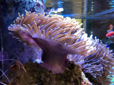 Magnifica Lavender base.jpg