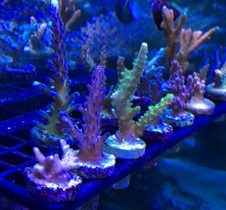 DAA2E35A-735A-4D73-B656-01B3DA456BA2.jpg