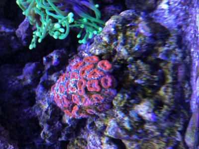 coral_0192.jpg