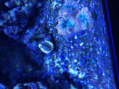 coral_0193.jpg