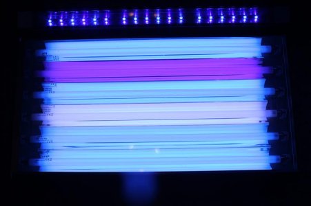IMG_2241 (Medium).JPG
