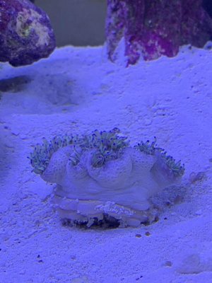 Sebae Anenome 1.jpg