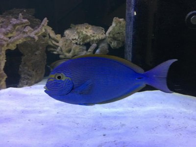 Blue Dolphin Face.jpg