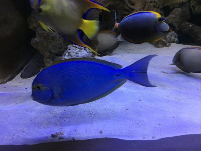 bluedolphinNaso.jpg