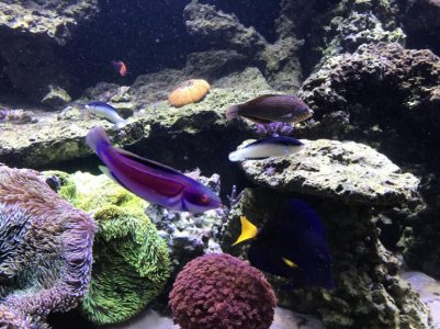 NeoTamarin2018080301.jpg