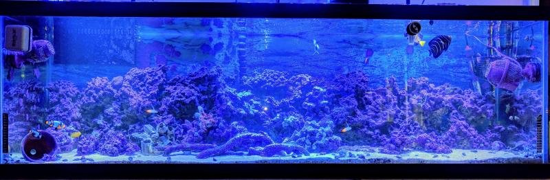 125g Display Tank May 2018.jpg