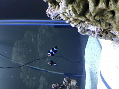 Black and White Wide Bar clown.jpg