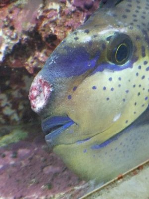 20181017_201236-756x1008-567x756-425x567.jpg