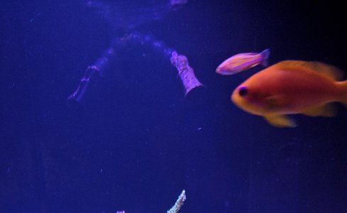 wrasse1.jpg