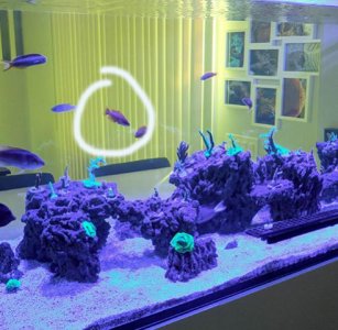 wrasse2.jpg