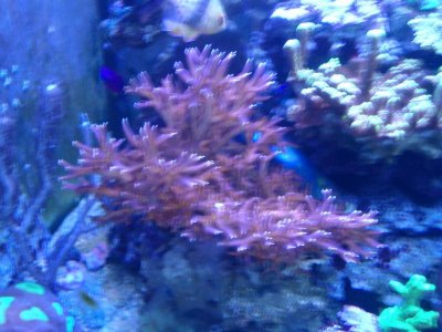 Pink Birdsnest colony.jpg