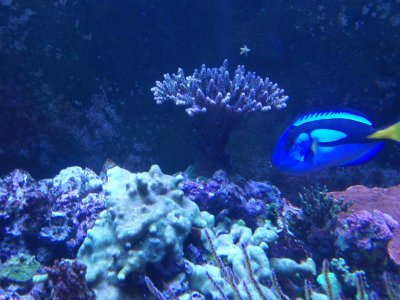 Acro colony.jpg