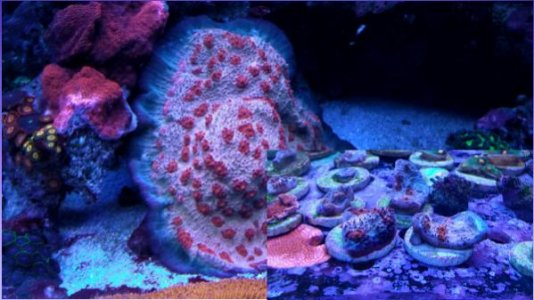 CollageMaker Plus_2018101855410125.jpg