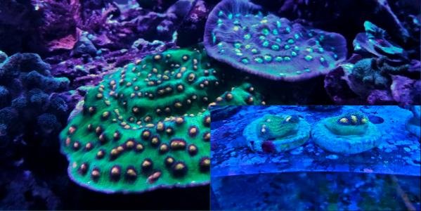 CollageMaker Plus_2018101855639232.jpg