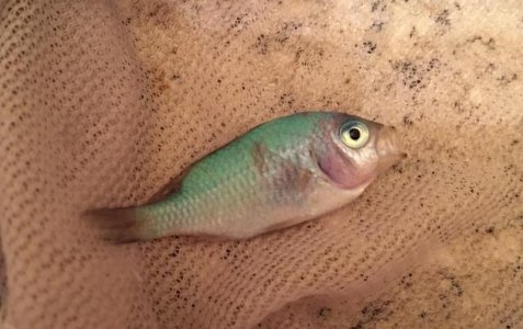 chromis.jpg