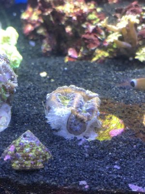 Acan.jpg