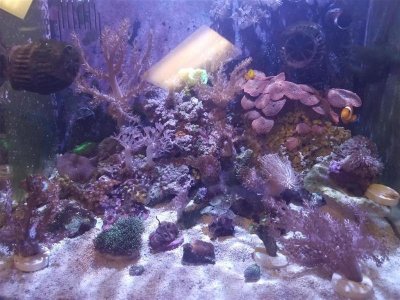 Small Office Tank (Medium).jpg