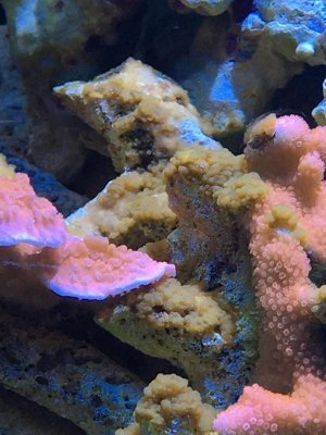 algae1.jpg