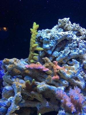 algae22.jpg