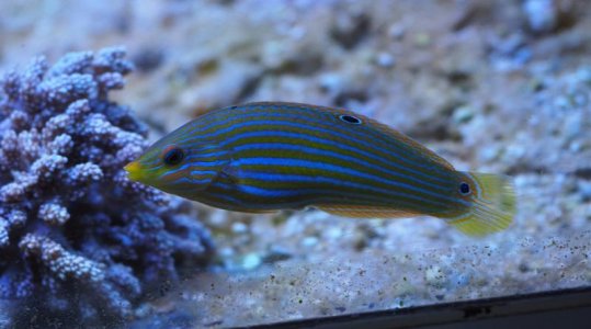 MelanurusWrasse2018081301resized.jpg
