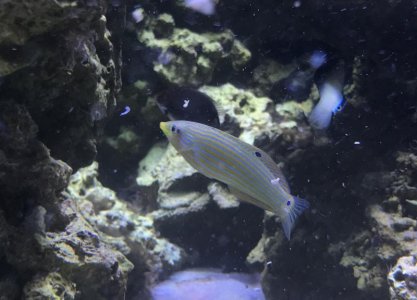 MelanurusWrasse2018070301resized.jpg