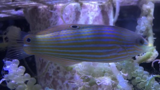 MelanurusWrasse2018062101.jpg