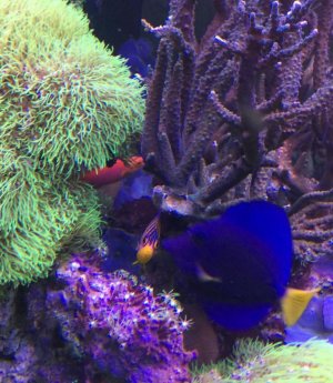 regal-jordani 7-31-18 T.jpg