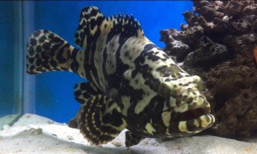 Grouper.jpg