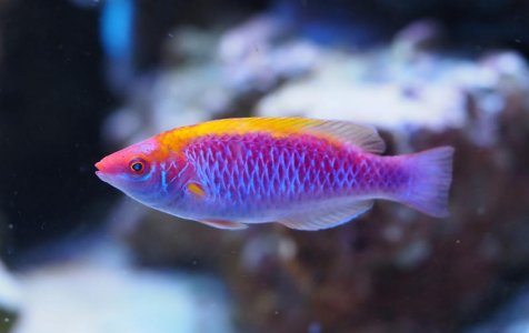 LubbockFairyWrasse2018082601resized.jpg