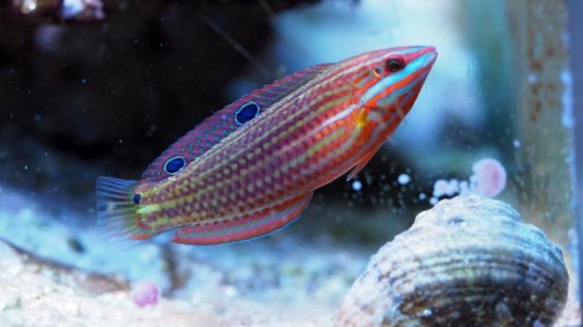 BiocellatusWrasse2018082601resized.jpg