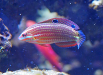 BiocellatusWrasse2018082602resized.jpg