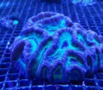 Australian Moseleya Coral.jpg