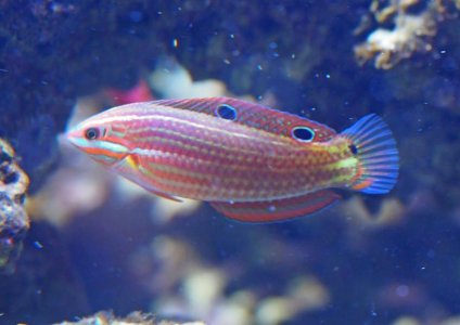 BiocellatusWrasse2018082603resized.jpg