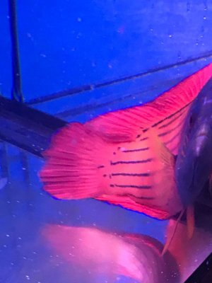 PHOTO-2018-08-27-09-18-37 (1).jpg