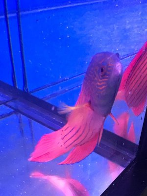 PHOTO-2018-08-27-09-18-38 (1).jpg