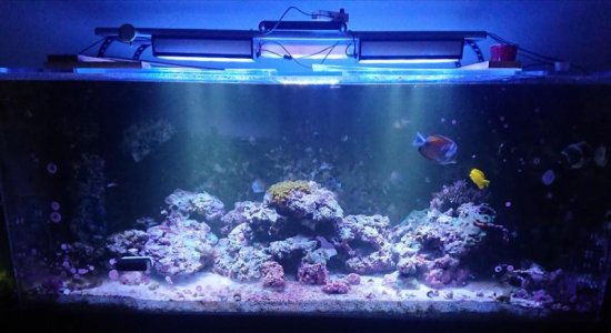 tank_240_60.jpg
