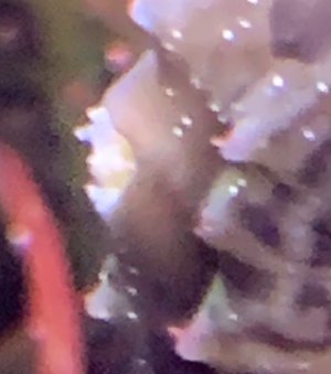 IMG_4308-1.jpeg