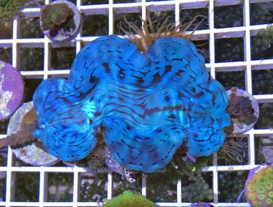 BlueSquamosa2018111301resized.jpg