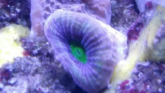 Dragon Soul - favia Goniastrea.jpg