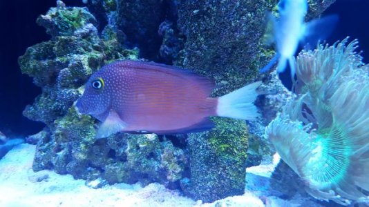 Tang Pic 1.jpg