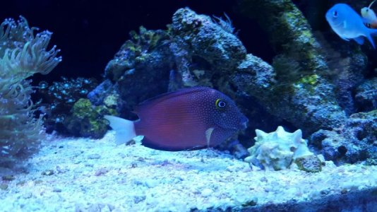 Tang Pic 2.jpg